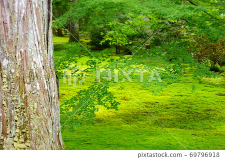 Moss garden at Sanzen-in Temple in Kyoto Ohara 35 69796918