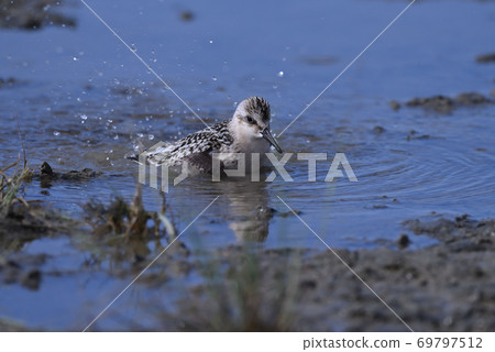Sanderling ② (Hokkaido) 69797512
