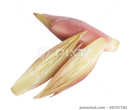 Myoga an isolated on white background Myoga an isolated on white background 69797780
