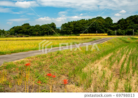 Autumn Sangi Railway where cluster amaryllis has begun to bloom Autumn Sangi Railway where cluster amaryllis has begun to bloom 69798013