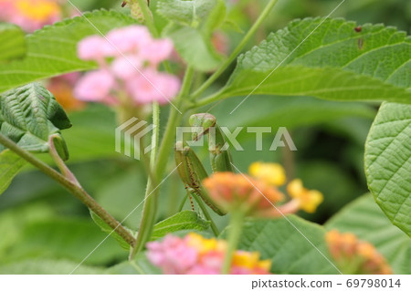 Mantis lurking in Lantana 69798014