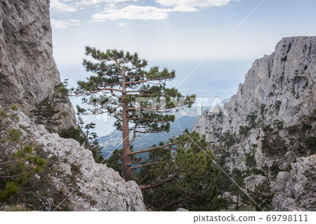 Crimean Pine tree on the steep slope of the mountain against misty valley with the sea far below Crimean Pine tree on the steep slope of the mountain against misty valley with the sea far below 69798111