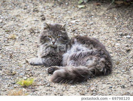 A homeless cat with scars from fights and a stern look A homeless cat with scars from fights and a stern look 69798120