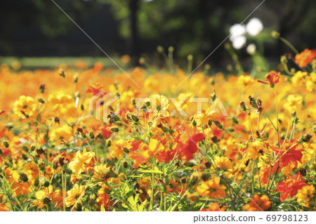 Yellow flower cosmos 69798123