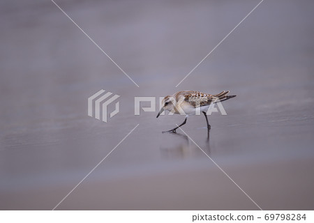 Tounen ⑤ (Hokkaido) 69798284