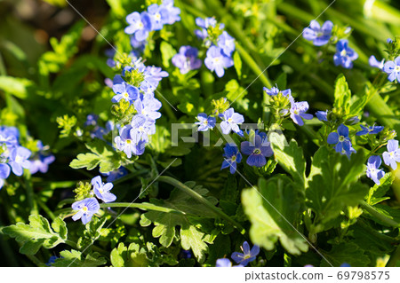 Meadow geranium, wild purple flowers. 69798575