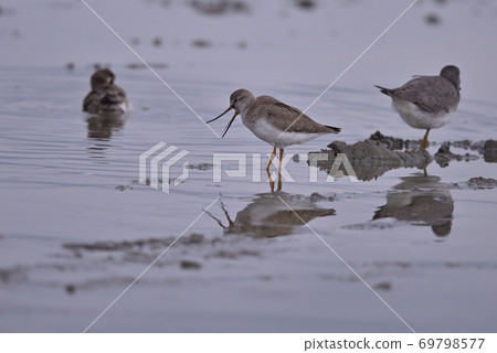 Terek sandpiper ⑥ (Hokkaido) 69798577