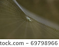 Leucauge blica spider net 69798966