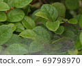 Shelf net with fine water droplets 69798970