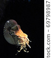 Nautilus floating in the dark 69798987