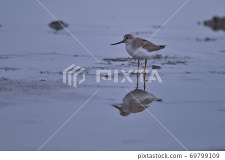 Terek sandpiper ④ (Hokkaido) Terek sandpiper ④ (Hokkaido) 69799109