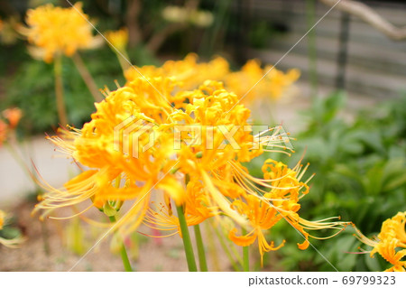 Cluster amaryllis 69799323