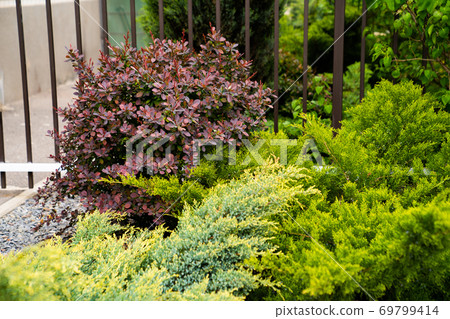 green bushes in the flower bed at home. green bushes in the flower bed at home. 69799414