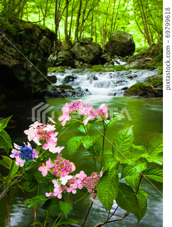 它是在山間溪流中盛開的繡球花。在雨中濕。廣島縣 它是在山間溪流中盛開的繡球花。在雨中濕。廣島縣 69799618