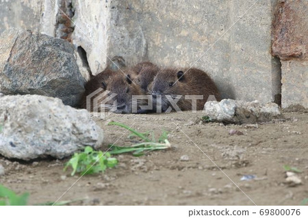 努特里亞兄弟 努特里亞兄弟 69800076