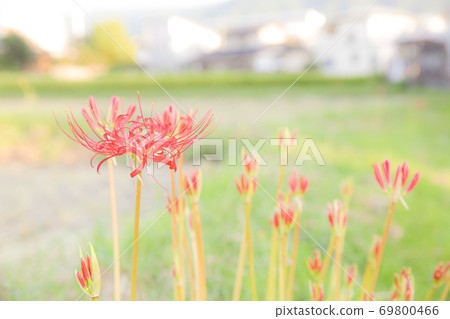 Cluster amaryllis blooming on the footpath 2 Cluster amaryllis blooming on the footpath 2 69800466