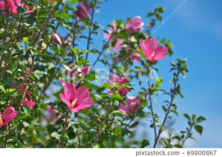 Red Mukuge flower 69800867