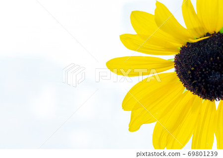 sunflower	 69801239