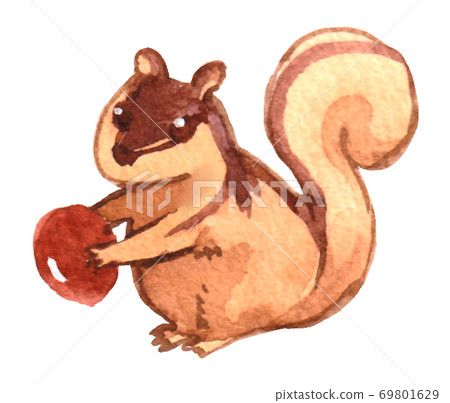 Squirrel with acorn Squirrel with acorn 69801629