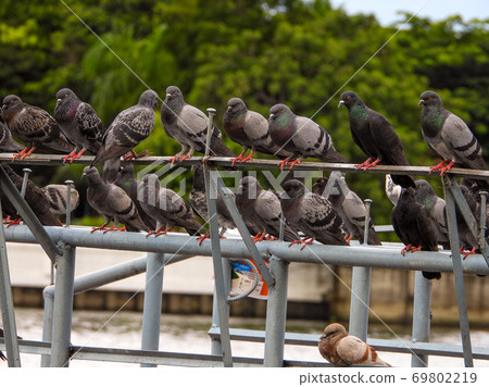 Pigeons perched on the fence by the river's edge Pigeons perched on the fence by the river's edge 69802219