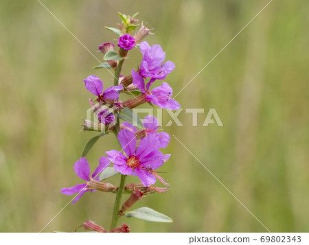 味噌Haigi花 味噌Haigi花 69802343