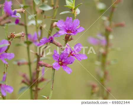 味噌Haigi花 69802344