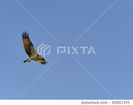 飛在天空中飛翔 飛在天空中飛翔 69802345