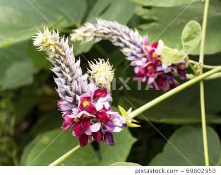 猩紅色的花朵 69802350