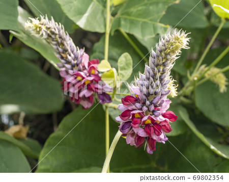 猩紅色的花朵 69802354