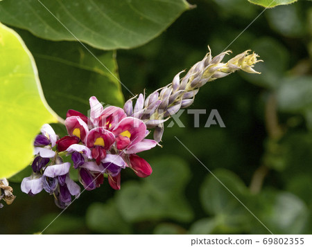 Scarlet flowers 69802355