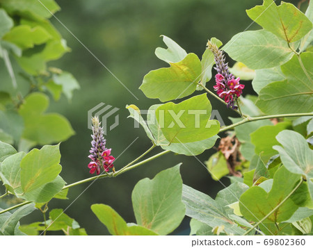 Scarlet flowers 69802360