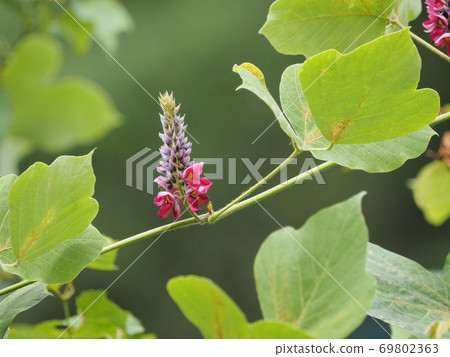 猩紅色的花朵 69802363