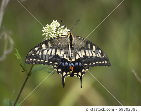 Papilio machaon perching on the Eupatorium 69802385