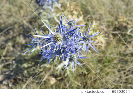 Amethyst eryngo 69803034