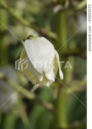 Spanish dagger 69803035