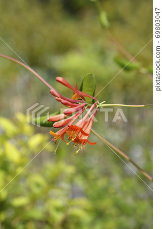 Honeysuckle Dropmore Scarlet Honeysuckle Dropmore Scarlet 69803047