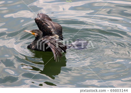 Japanese Cormorant, Temminck's Cormorant, Phalacrocorax capillatus, Umiu, drying its wings in a canal 69803144