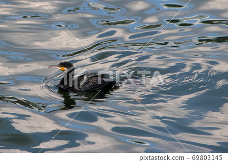 Japanese Cormorant, Temminck's Cormorant, Phalacrocorax capillatus, Umiu, swimming Japanese Cormorant, Temminck's Cormorant, Phalacrocorax capillatus, Umiu, swimming 69803145