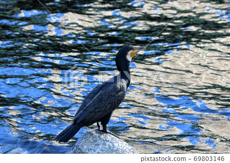 Japanese Cormorant, Temminck's Cormorant, Phalacrocorax capillatus, Umiu, on a breakwater Japanese Cormorant, Temminck's Cormorant, Phalacrocorax capillatus, Umiu, on a breakwater 69803146