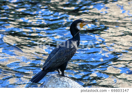 Japanese Cormorant, Temminck's Cormorant, Phalacrocorax capillatus, Umiu, on a breakwater 69803147