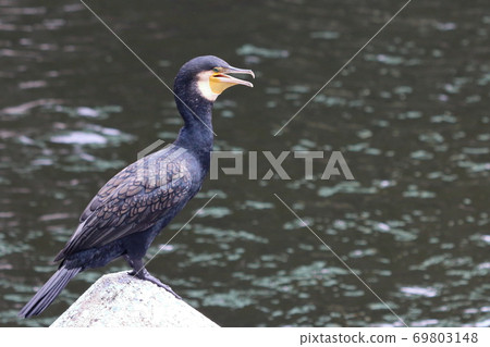 Japanese Cormorant, Temminck's Cormorant, Phalacrocorax capillatus, Umiu, on a breakwater Japanese Cormorant, Temminck's Cormorant, Phalacrocorax capillatus, Umiu, on a breakwater 69803148