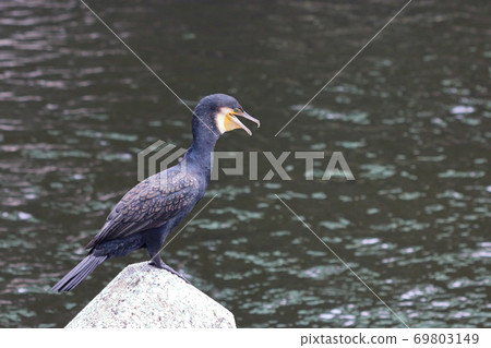 Japanese Cormorant, Temminck's Cormorant, Phalacrocorax capillatus, Umiu, on a breakwater 69803149