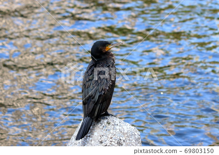 Japanese Cormorant, Temminck's Cormorant, Phalacrocorax capillatus, Umiu, on a breakwater Japanese Cormorant, Temminck's Cormorant, Phalacrocorax capillatus, Umiu, on a breakwater 69803150
