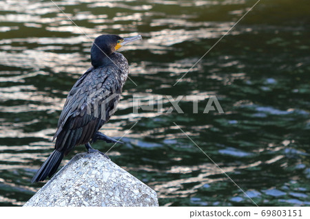 Japanese Cormorant, Temminck's Cormorant, Phalacrocorax capillatus, Umiu, on a breakwater 69803151