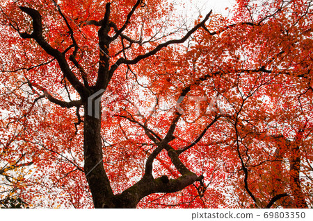 A bright red maple covers the sky. It is a vivid color. A bright red maple covers the sky. It is a vivid color. 69803350