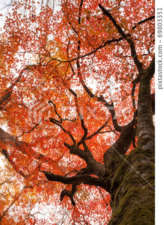 A bright red maple covers the sky. It is a vivid color. 69803351