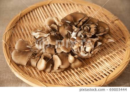 灰樹花 69803444