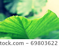 Alocasia leaves in the rain 69803622
