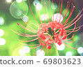 Higanki flowers and sun leaves 69803623