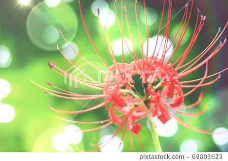 Higanki flowers and sun leaves 69803623